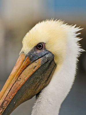 BROWN PELICAN