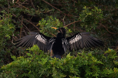 ANHINGA
