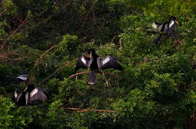ANHINGA
