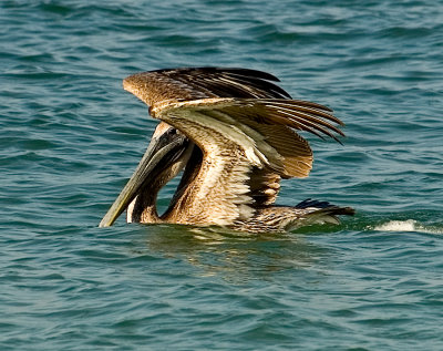 BROWN PELICAN