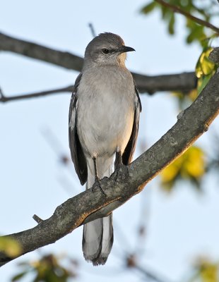 NORTHERN MOCKINGBIRD