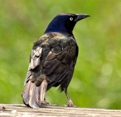 COMMON GRACKLE