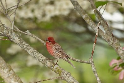 HOUSE FINCH