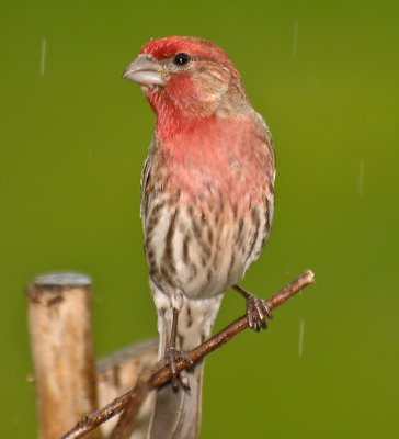 HOUSE FINCH