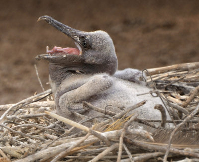 BROWN PELICAN