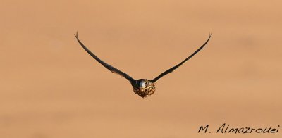 uae_birds