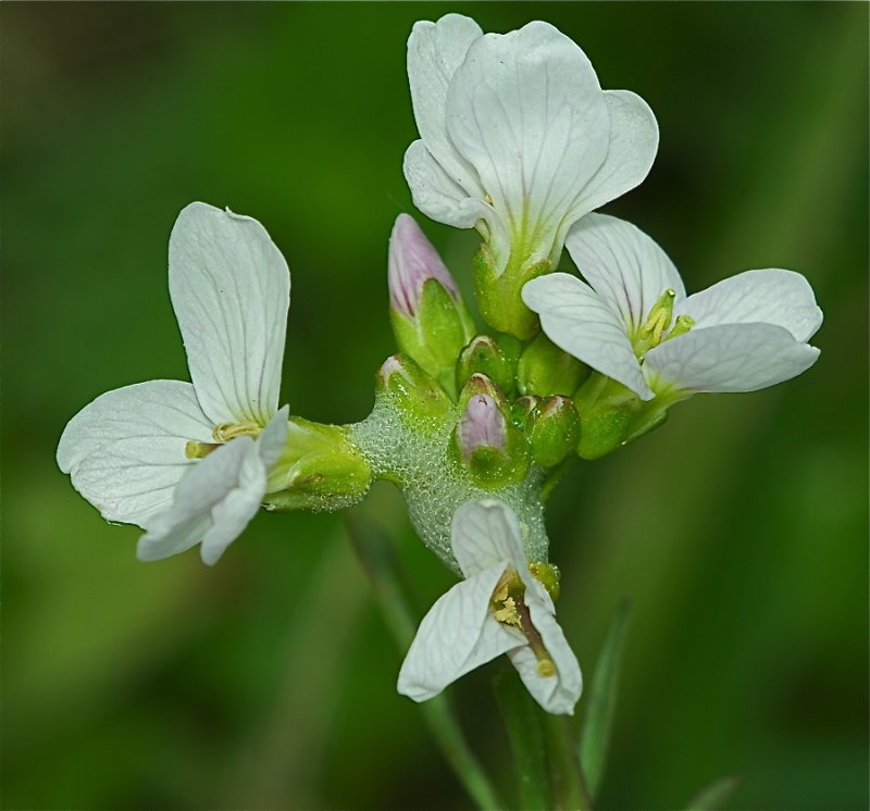 Pinksterbloemen
