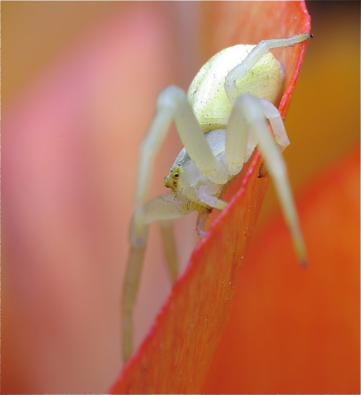 Witte krabspin in tulp