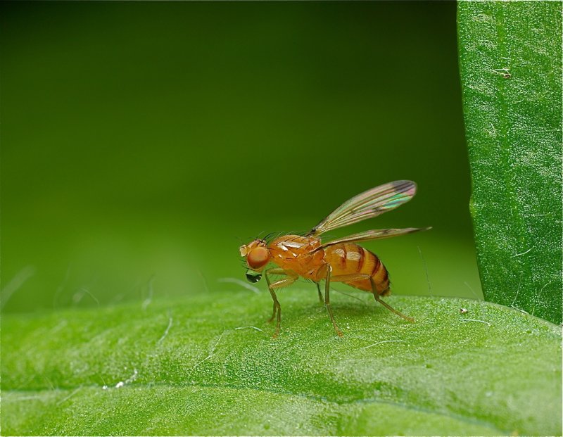 Vliegje in t groen