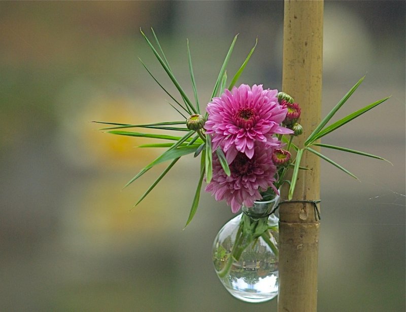 Kiku-chrysantenfestival 2010