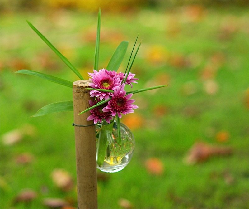 Kiku-chrysantenfestival 2010