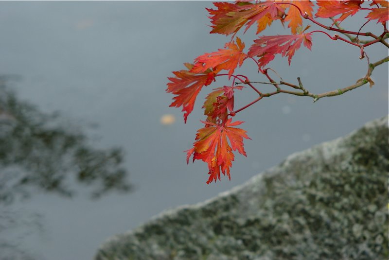 Herfst boven de vijver