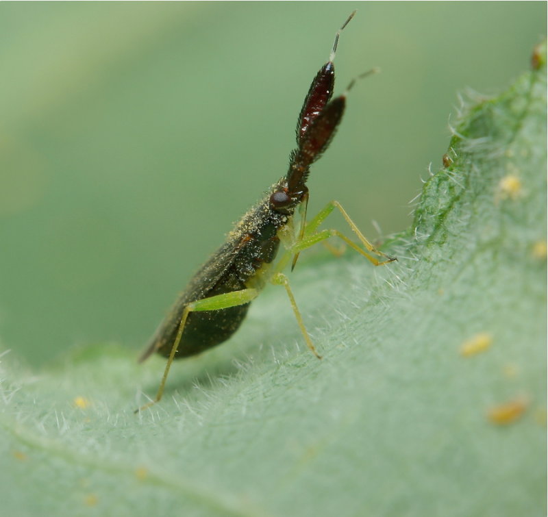 Blindwants - Heterotoma planicornis (5 mm)