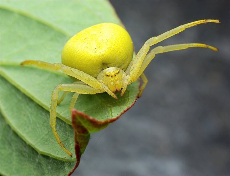 Gele krabspin