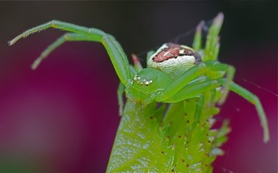 Groene krabspin