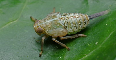Cicade