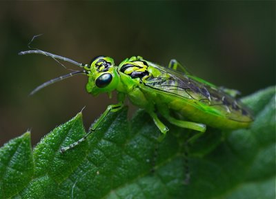 Groene bladwesp - Rhogogaster Viridis