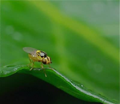 Hl klein zweefvliegje (2mm)