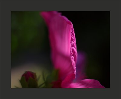 Reuze hibiscus