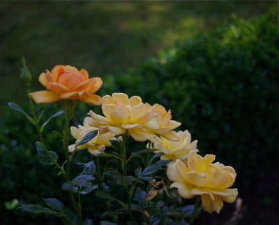 Test
