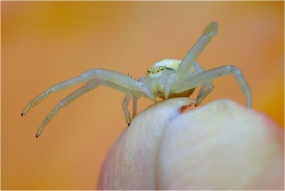 Witte krabspin in tulp