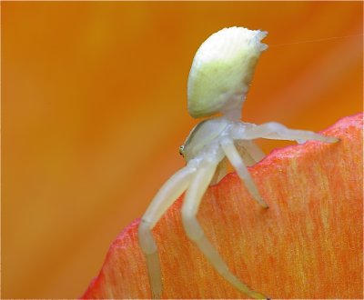 Witte krabspin in tulp