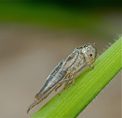 Lege jas van een groene cicade