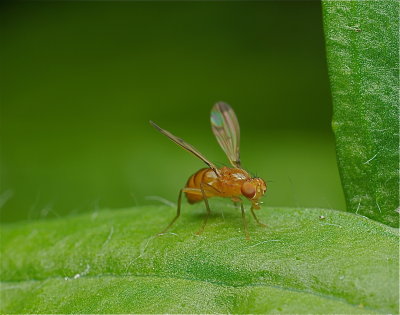 Vliegje in 't groen