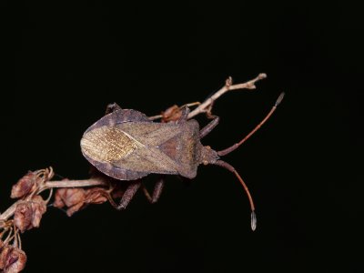 Zuringwants