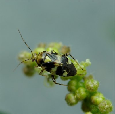 Brandnetelwants (3mm)