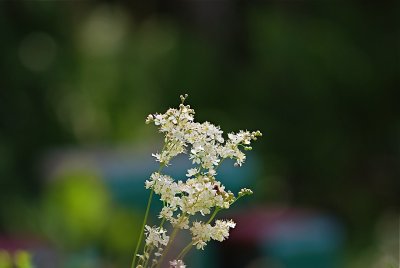 Witte bloemetjes