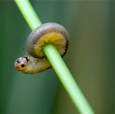 Rolmops
