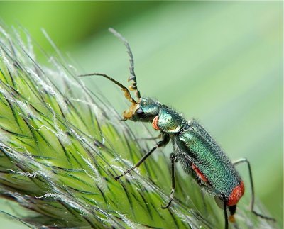 Roodtip Basterdweekschildkever - Malachius bipustulatus