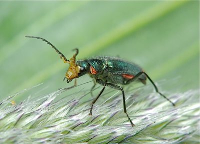 Roodtip Basterdweekschildkever - Malachius bipustulatus