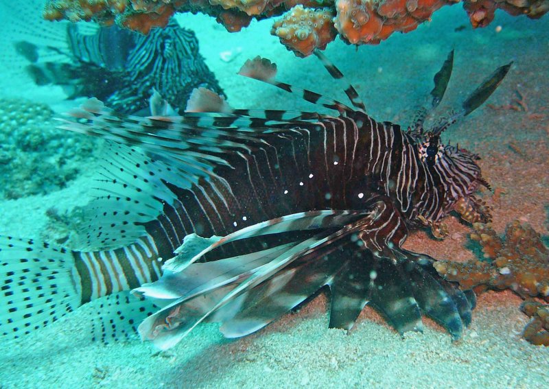 Lionfish common with feather horn
