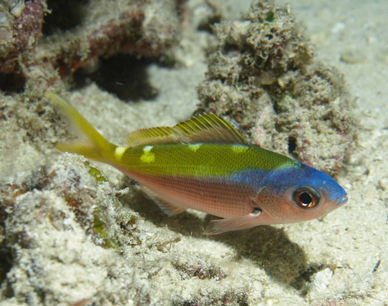 Fusilier blue-and-gold at night - Caesio teres D116