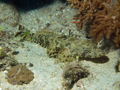 Crocodilefish common - Thysanophrys chiltonae K60
