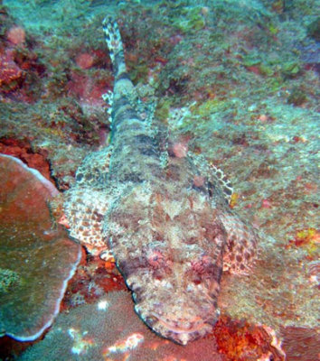 Crocodilefish common - Thysanophrys chiltonae K60
