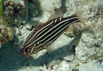 Soapfish 6-stripe - Grammistes sexlineatus K61 D87