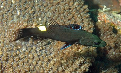 Soapfish arrowhead - Belonoperca chabanaudi D86 K62