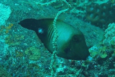 Filefish broom - Amanses scopas K234