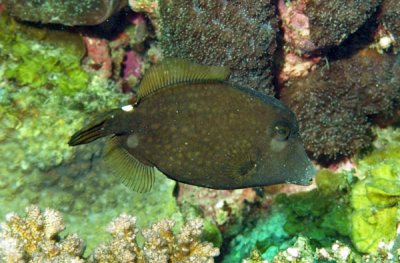 Filefish honeycomb - Cantherhinus pardalis K235 (1).JPG