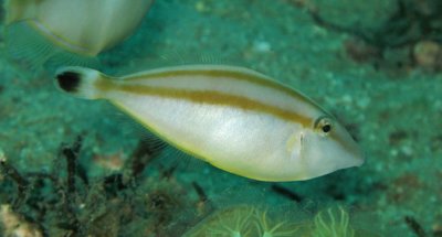 Filefish rhino - Pseudaluteres nasicornis K233 Nacala Bay Diving (1).jpg