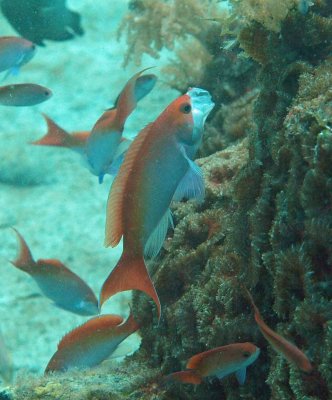 Basslet red - Pseudanthias cooperi K74