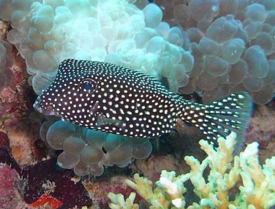 Boxfish black female - Ostracion meleagris K242
