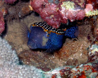 Boxfish black male - Ostracion meleagris K242