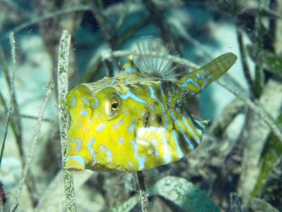 Boxfish thornback - Lactoria fornasini D241