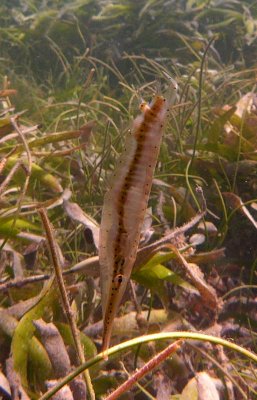 Shrimpfish - Aeoliscus punctulatus Smith148.1