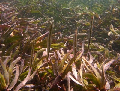 Shrimpfish