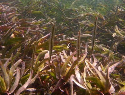 Shrimpfish - Aeoliscus punctulatus Smith148.1